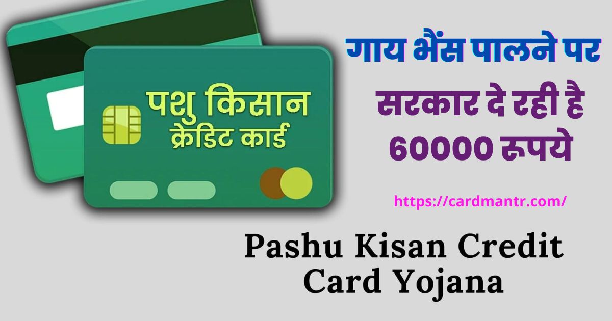 Under the Pashu Kisan Credit Card scheme the government is giving 60000 rupees for raising cow buffalo