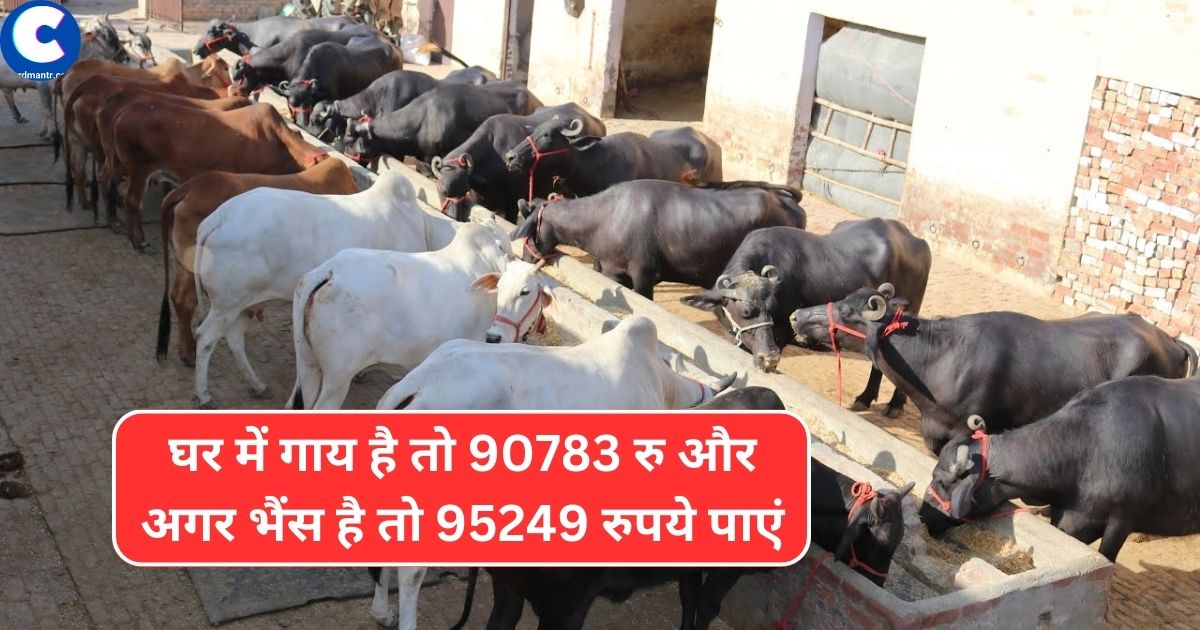 If there is a cow in the house then get Rs 90783 and if there is a buffalo then get Rs 95249